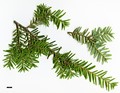 SpeciesSub: var. formosana 